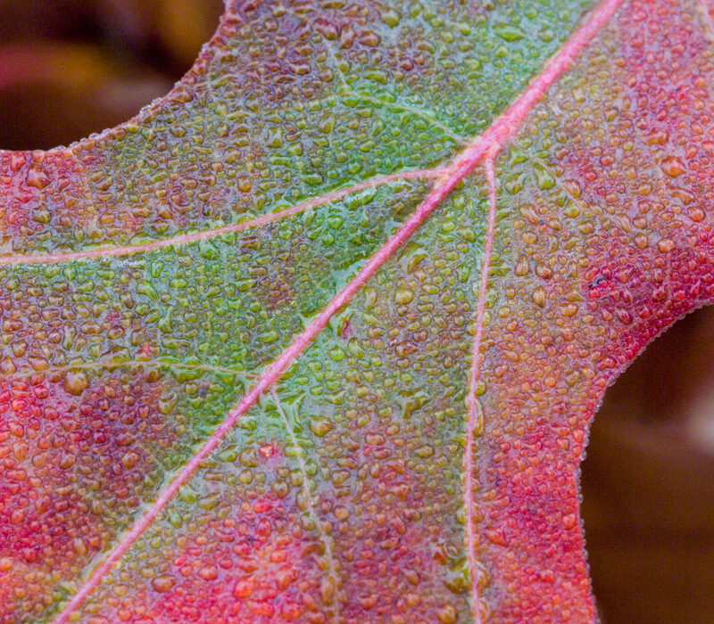 Dew-covered Autumn Red Oak
