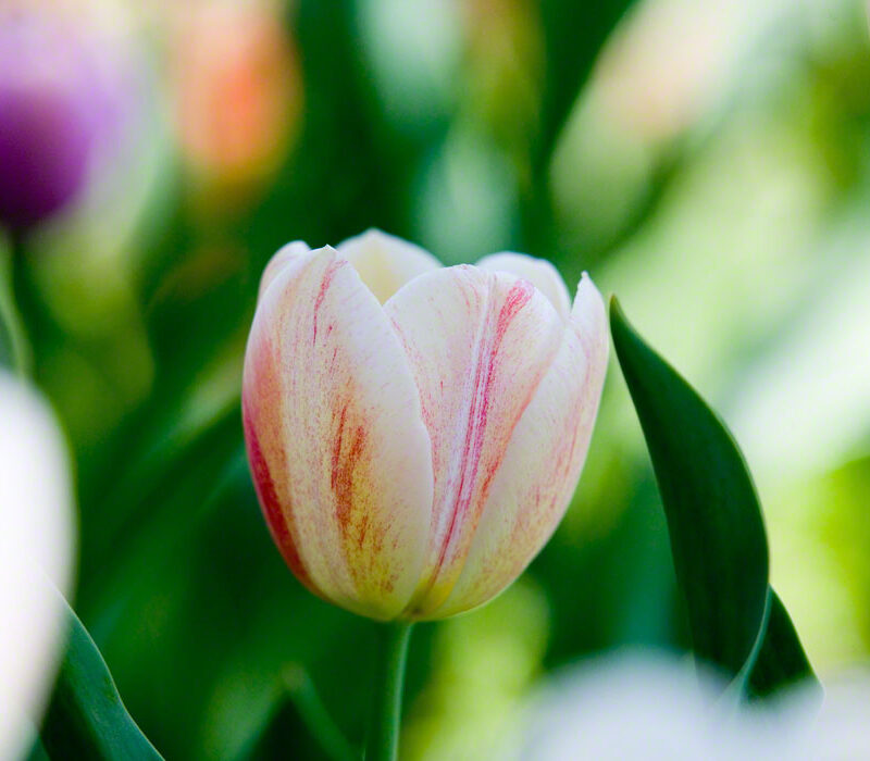 White and Red Tulip