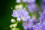 Blue Curls (wildflowers)