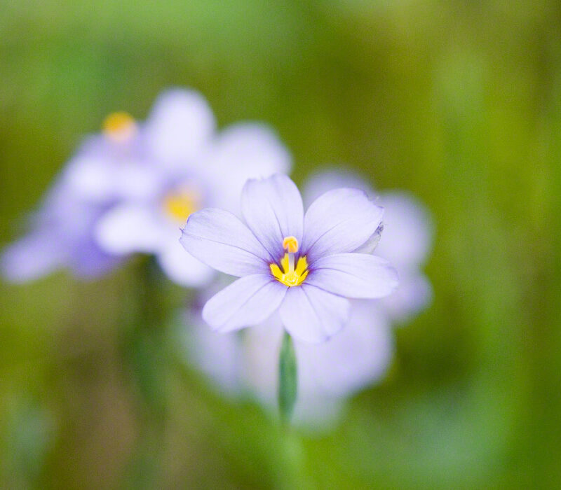 Blue-eyed Grass