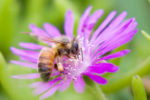 Honeybee on Ice Plant blossom