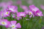 Lavender Phlox