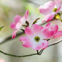 Wild Plum Blossoms