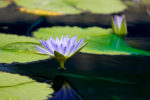 Lavender Water Lily