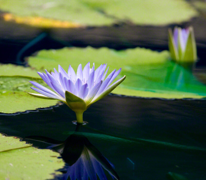 Lavender Water Lily