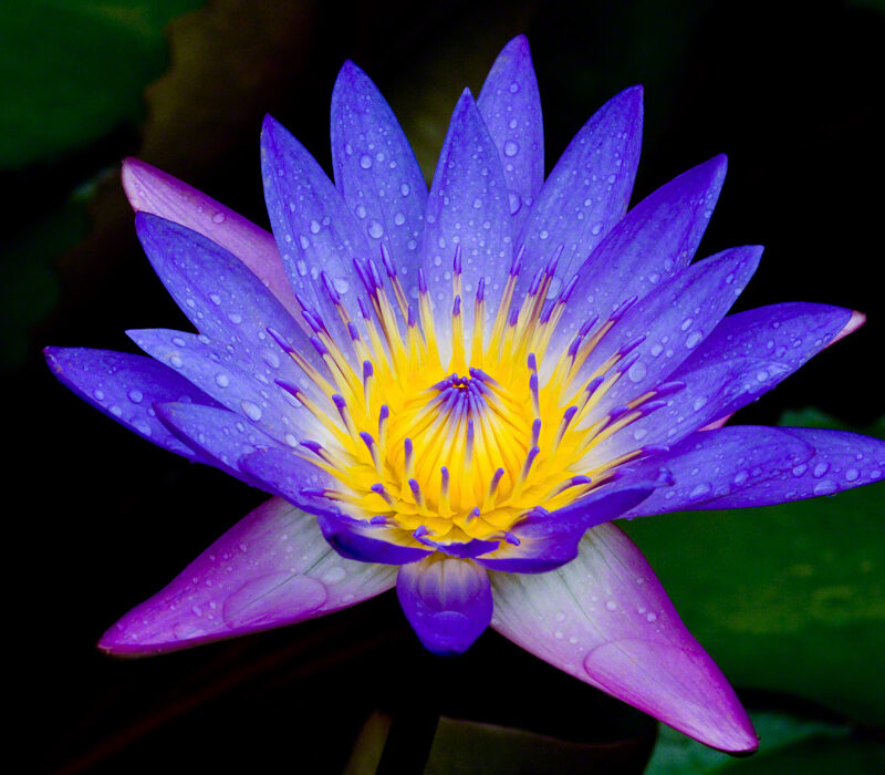 Water Lily in the Rain