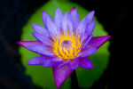 Blue and Purple Water Lily in the Rain
