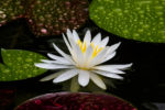 White Water Lily in the Rain