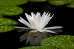 White Water Lily in the Rain