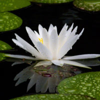 Water Lily on Golden Pond