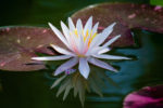 White, Pink, and Yellow Water Lily