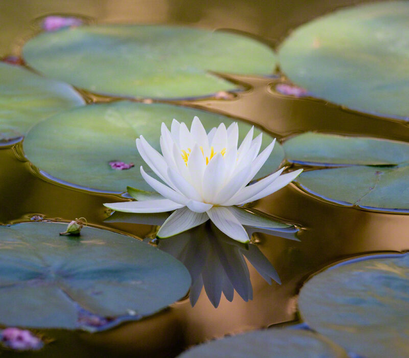 Water Lily on Golden Pond