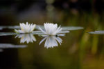 White Lilies and Reflections
