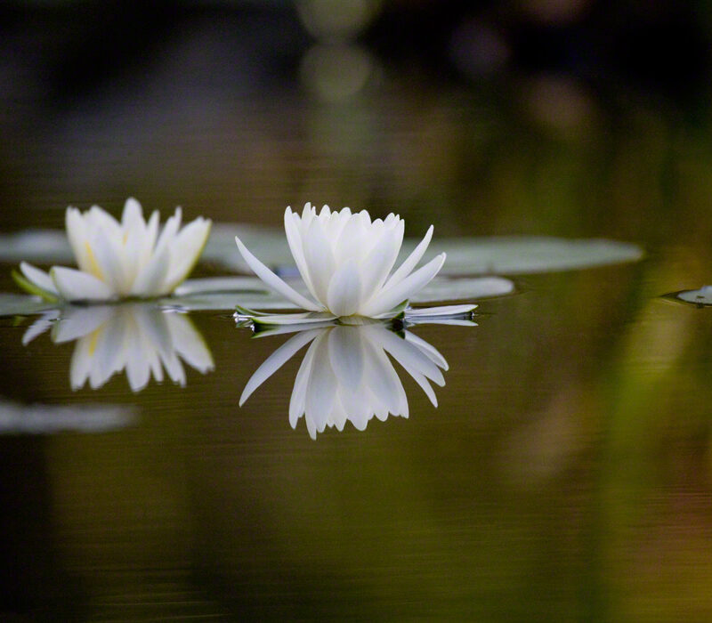 White Lilies and Reflections