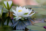 Reflections and Lilies