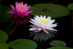 Reflection and White Water Lily