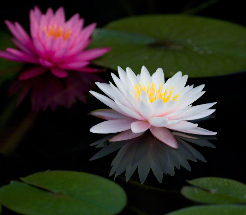 Reflection and White Water Lily