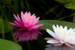 Reflection and Pink Lily