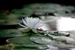 White Water Lily (soft focus)