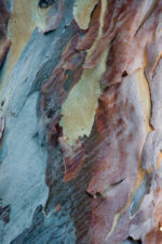 Eucalyptus Abstract
