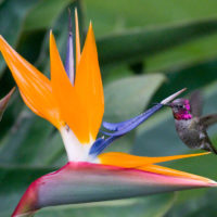 Hummingbird in Paradise