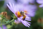 Honeybee on Aster