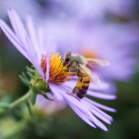 Honeybee on Aster