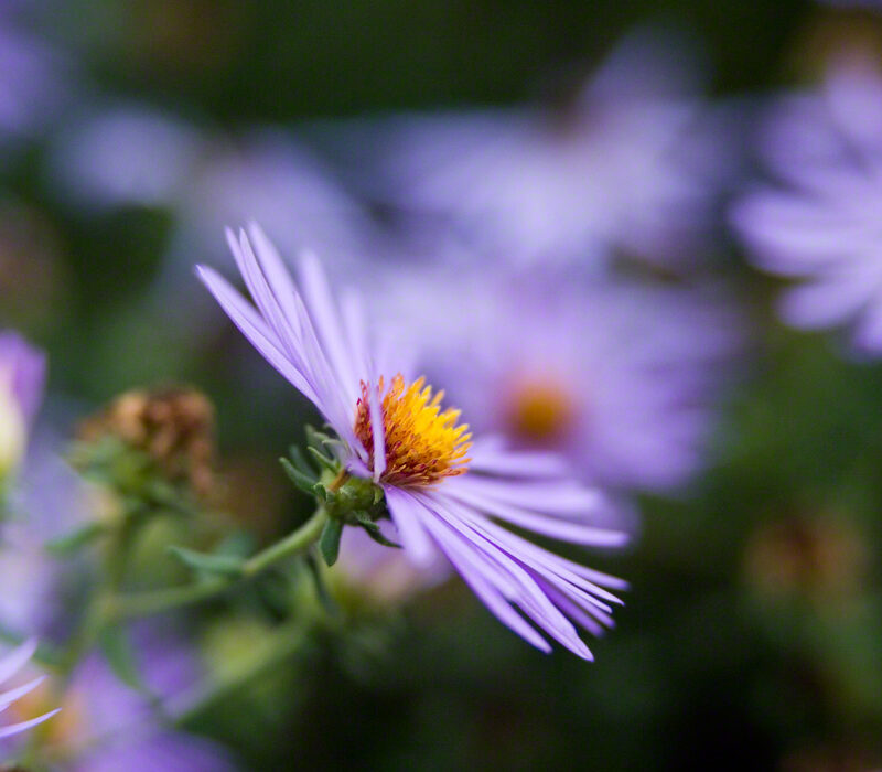 Fall Aster