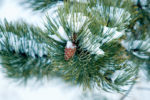 Pine Cone in the Snow