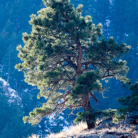 Gnarled Tree in Zion