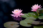 Pink Water Lily on Black