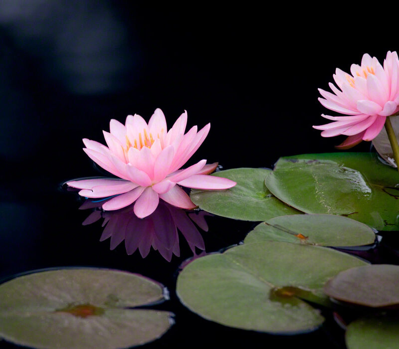 Pink Water Lily on Black