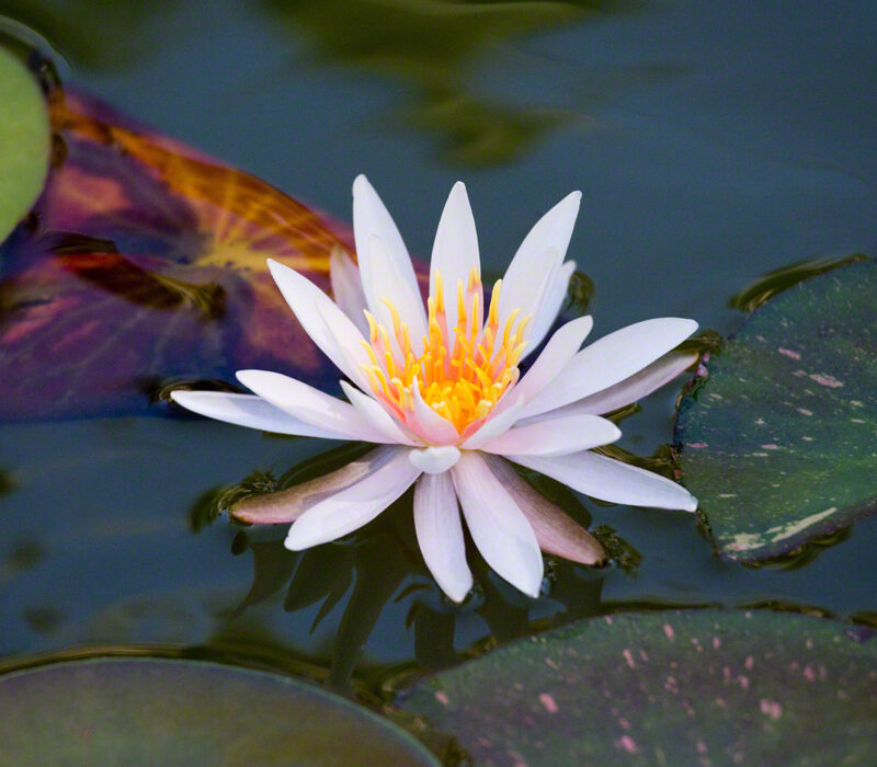 Water Lily