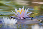 Water Lily in Moving Water