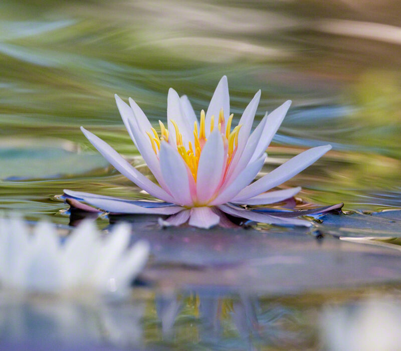 Water Lily in Moving Water
