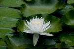 White Water Lily
