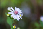 Dew on Texas Aster