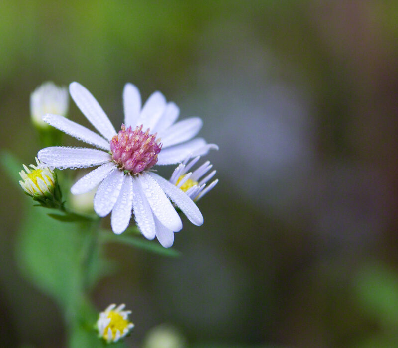 Dew on Texas Aster