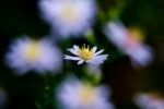 Texas Aster