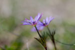 Windflowers