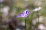 "Painted" Windflower