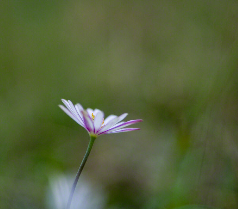 Windflower