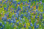 Morphed Wildflowers