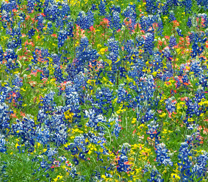 Morphed Wildflowers