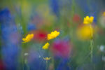 Wildflower Mix