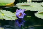 "Blue Cloud" Water Lily