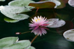 Pink Lily with Reflection