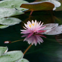 Water Lily and Pads