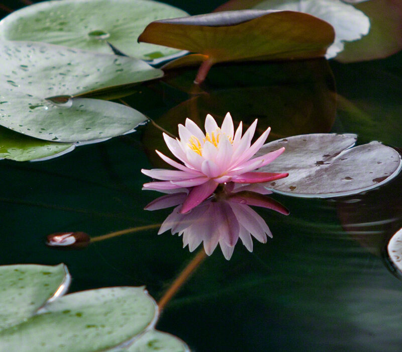 Pink Lily with Reflection