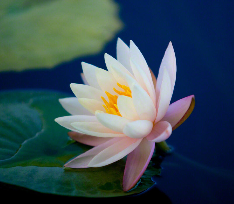 Water Lily at Sunrise